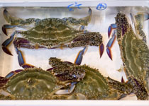 ���^���K�j